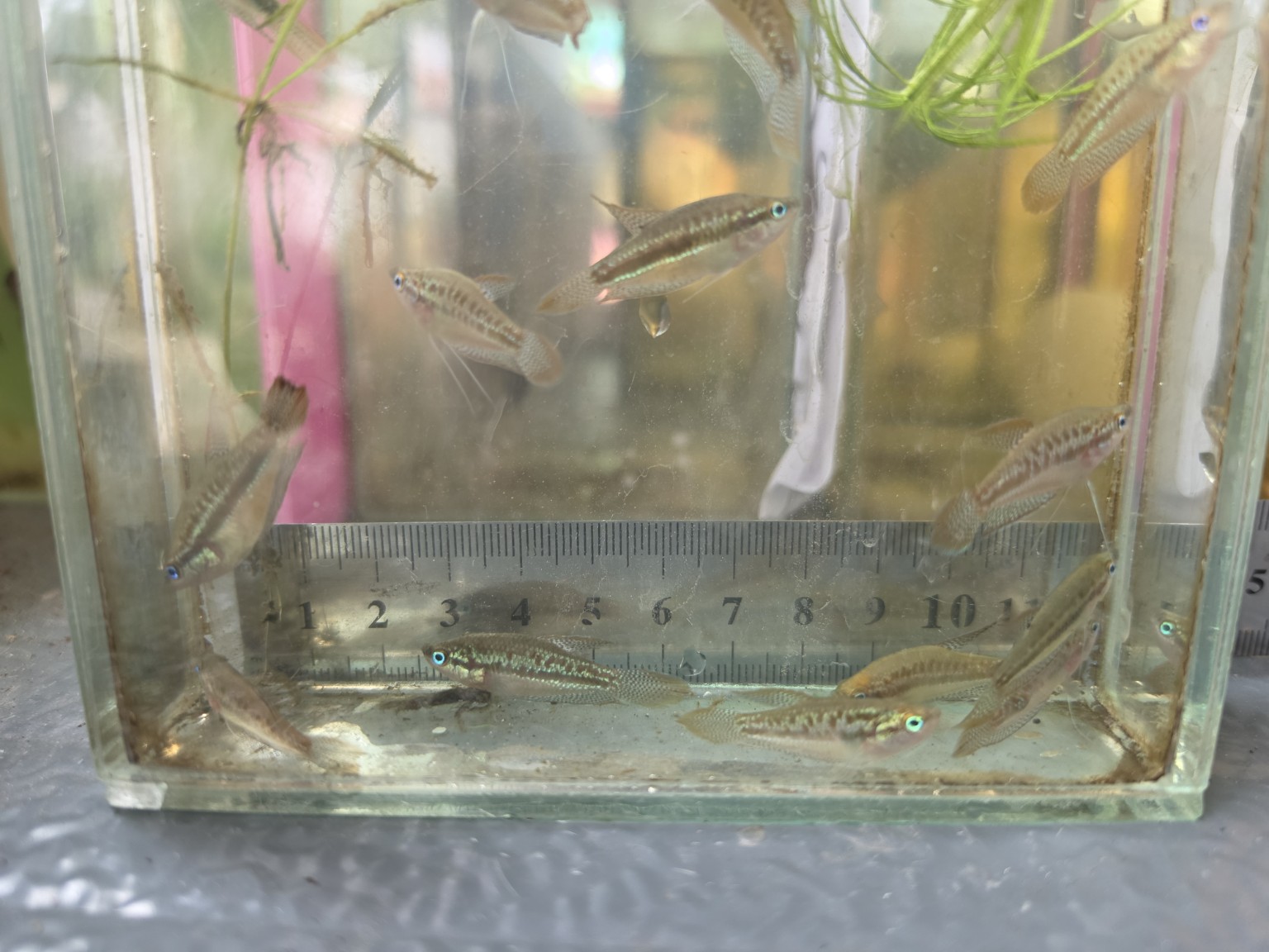 ภาพ Trichopsis pumila