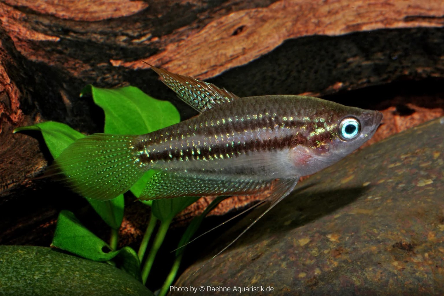 ภาพ Trichopsis schalleri